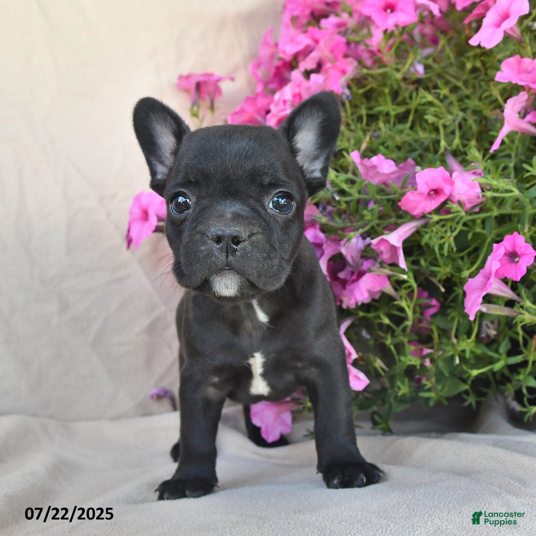 Frenchton dogs for sale: Fritz - Image 2