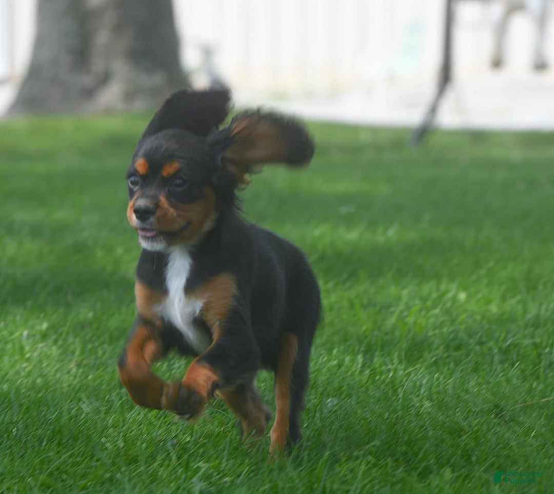 Cavalier King Charles Spaniel dogs for sale: Mr. Casanova - Image 1