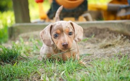 Miniature Dachshund dogs for sale: Feliz - Image 3