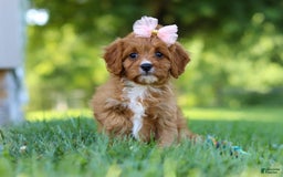 Cavapoo dogs for sale: Cavapoo 4 puppies - Image 28