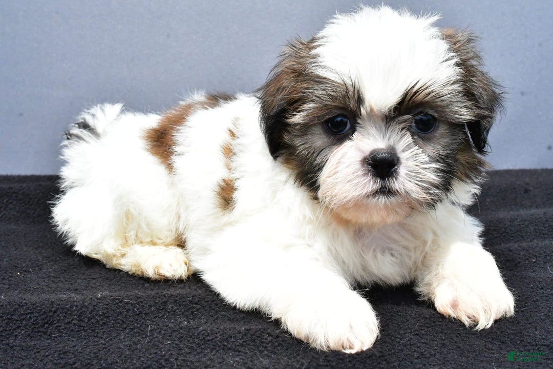 Shih Tzu dogs for sale: Beth - Image 13