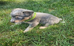 Australian Cattle Dog dogs for sale: Max - Image 1