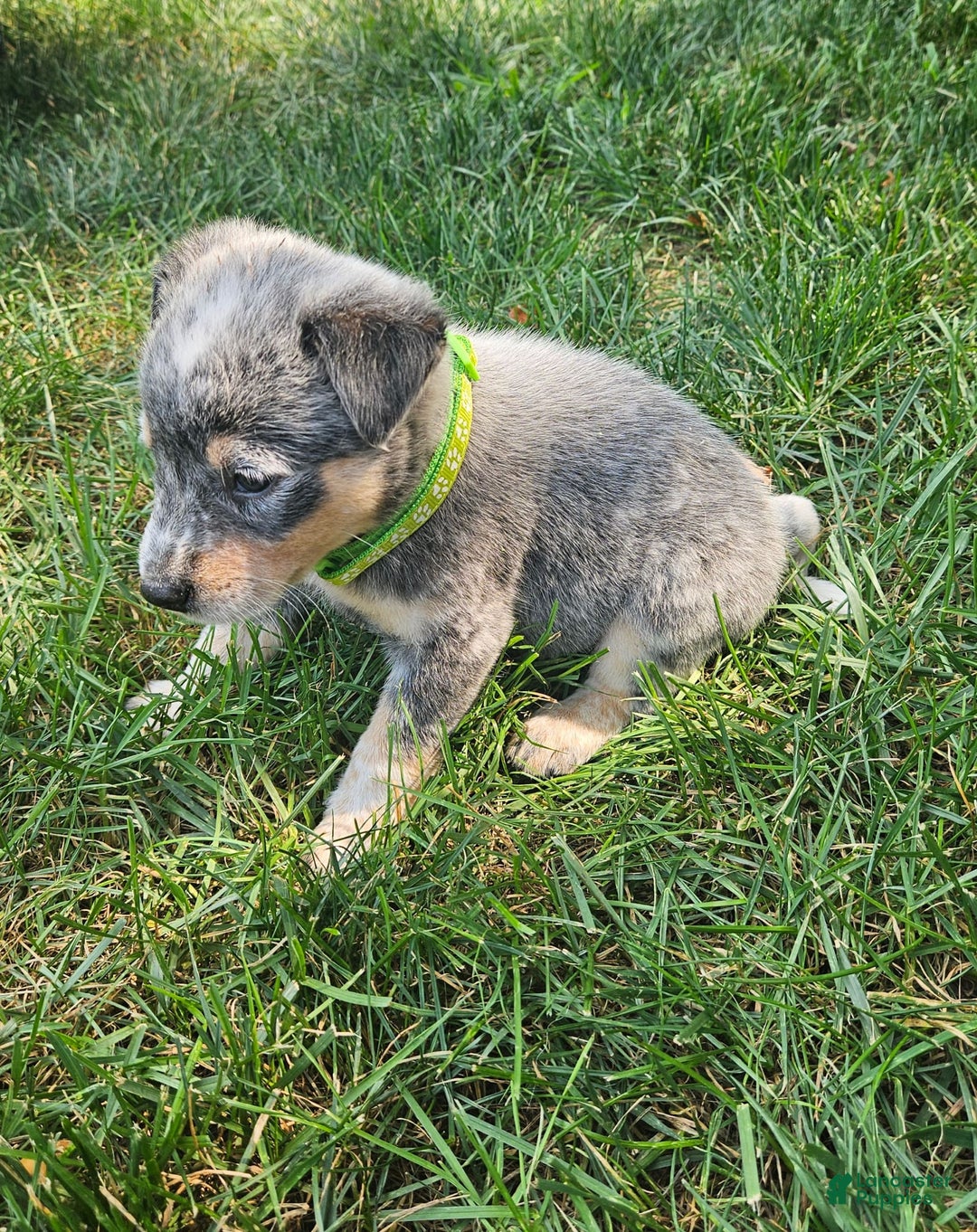 Australian Cattle Dog dogs for sale: Max - Image 1
