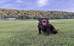 Labrador Retriever dogs for sale: Daisy - Image 4