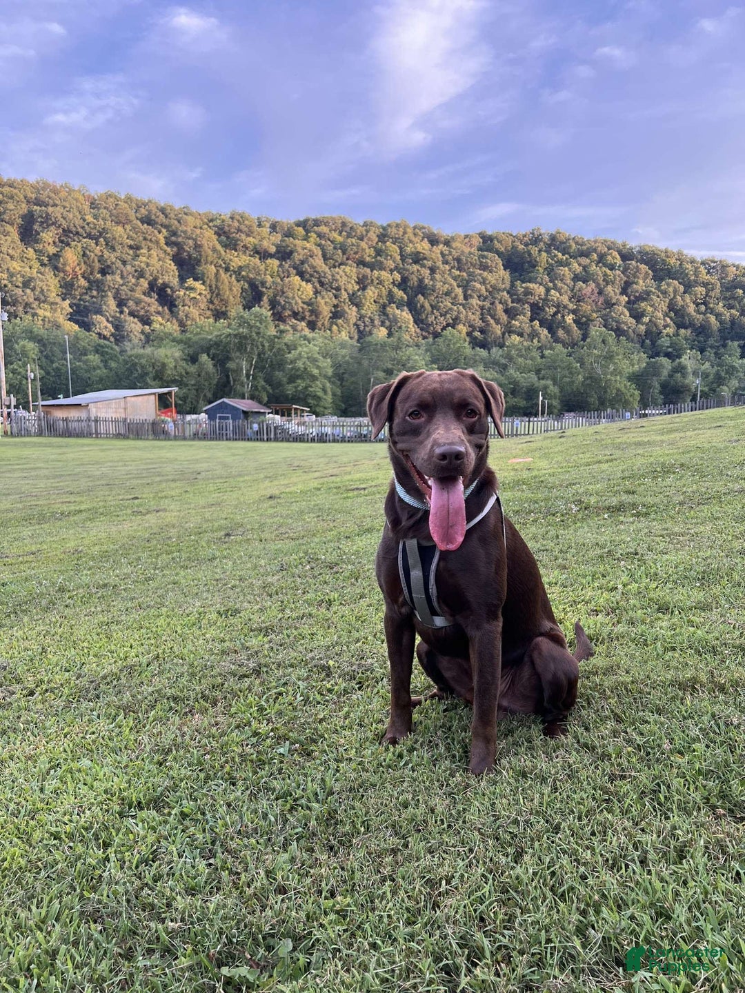 Labrador Retriever dogs for sale: Daisy - Image 4