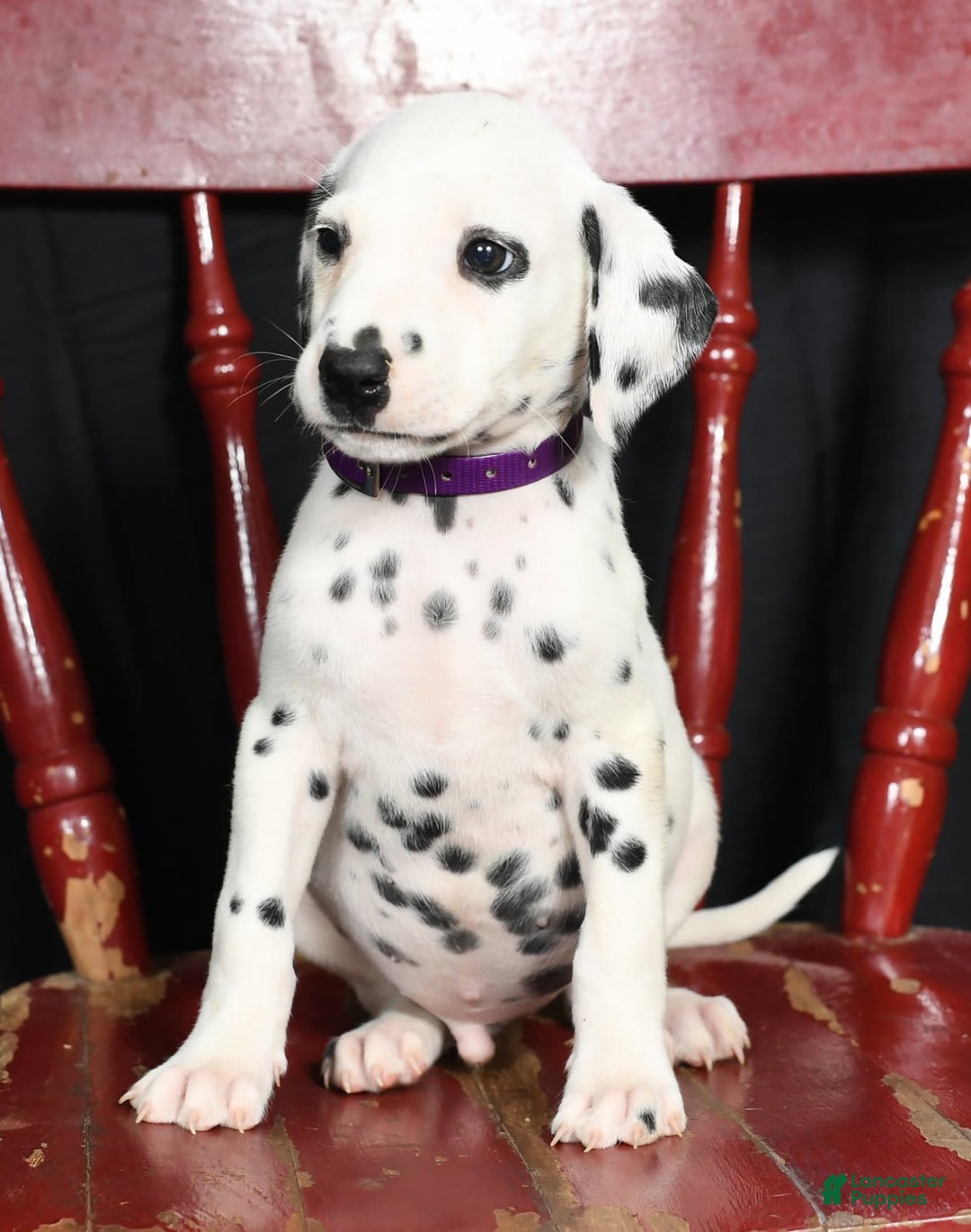 Dalmatian dogs for sale: Max - Image 1