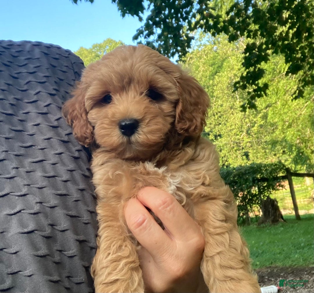 Cockapoo dogs for sale: Buster - Image 1