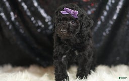 Mini Goldendoodle dogs for sale: Smiles - Image 5