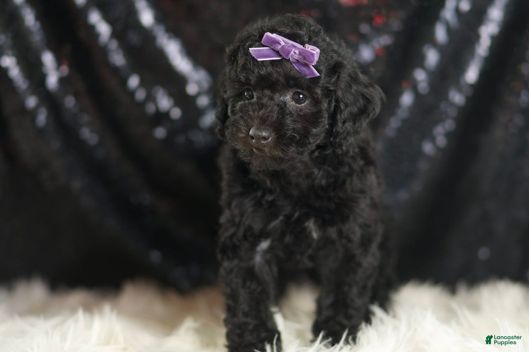 Mini Goldendoodle dogs for sale: Smiles - Image 5