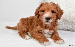  dogs for sale: Justin - Image 4