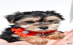 Morkie dogs for sale: Morkie 5 puppies - Image 9