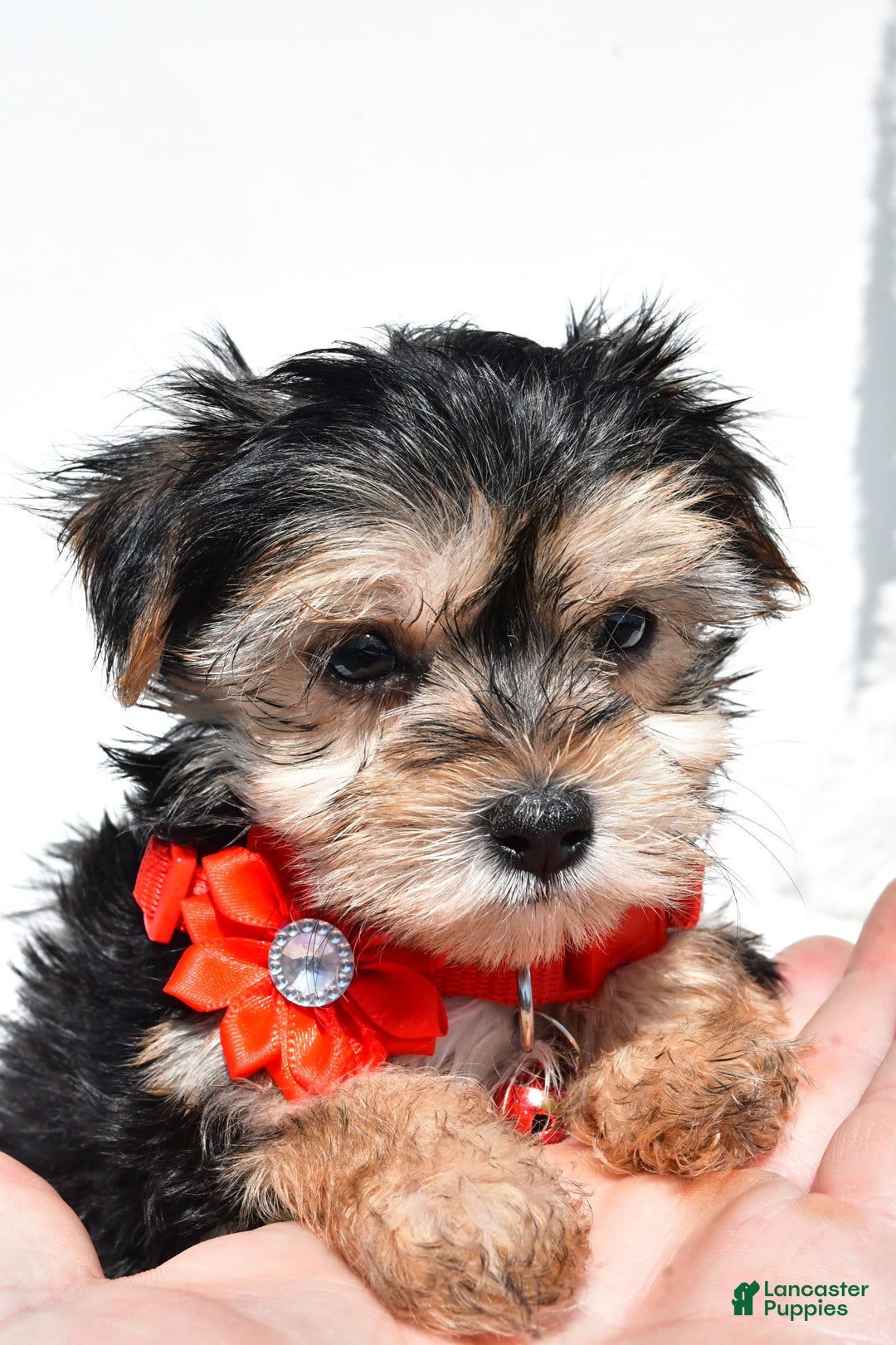 Morkie dogs for sale: Morkie 5 puppies - Image 9