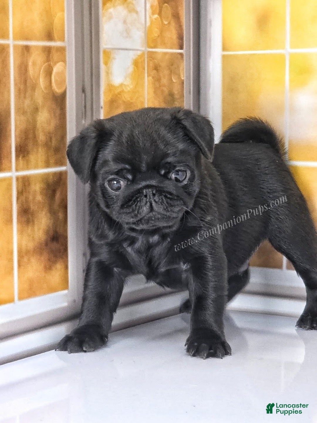 Pug dogs for sale: Boy 1 - Champion Lines! - Image 15