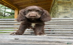 Cocker Spaniel dogs for sale: Cocker Spaniel 4 puppies - Image 25