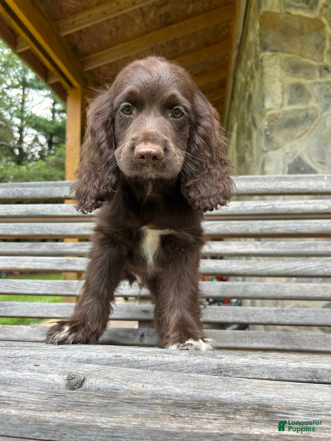 Cocker Spaniel dogs for sale: Cocker Spaniel 4 puppies - Image 25