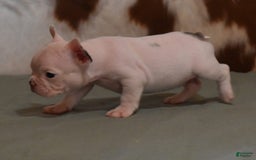 French Bulldog dogs for sale: Dirk - Image 8