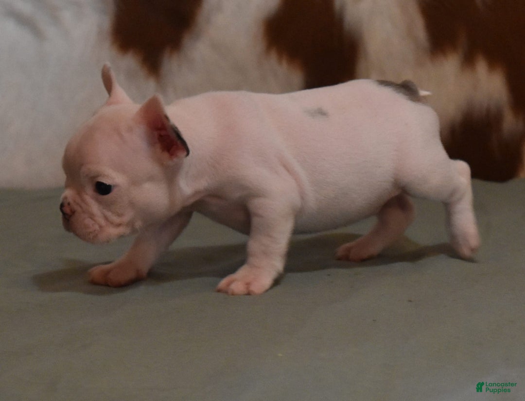 French Bulldog dogs for sale: Dirk - Image 8