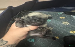 Pug dogs for sale: Potato - Image 2