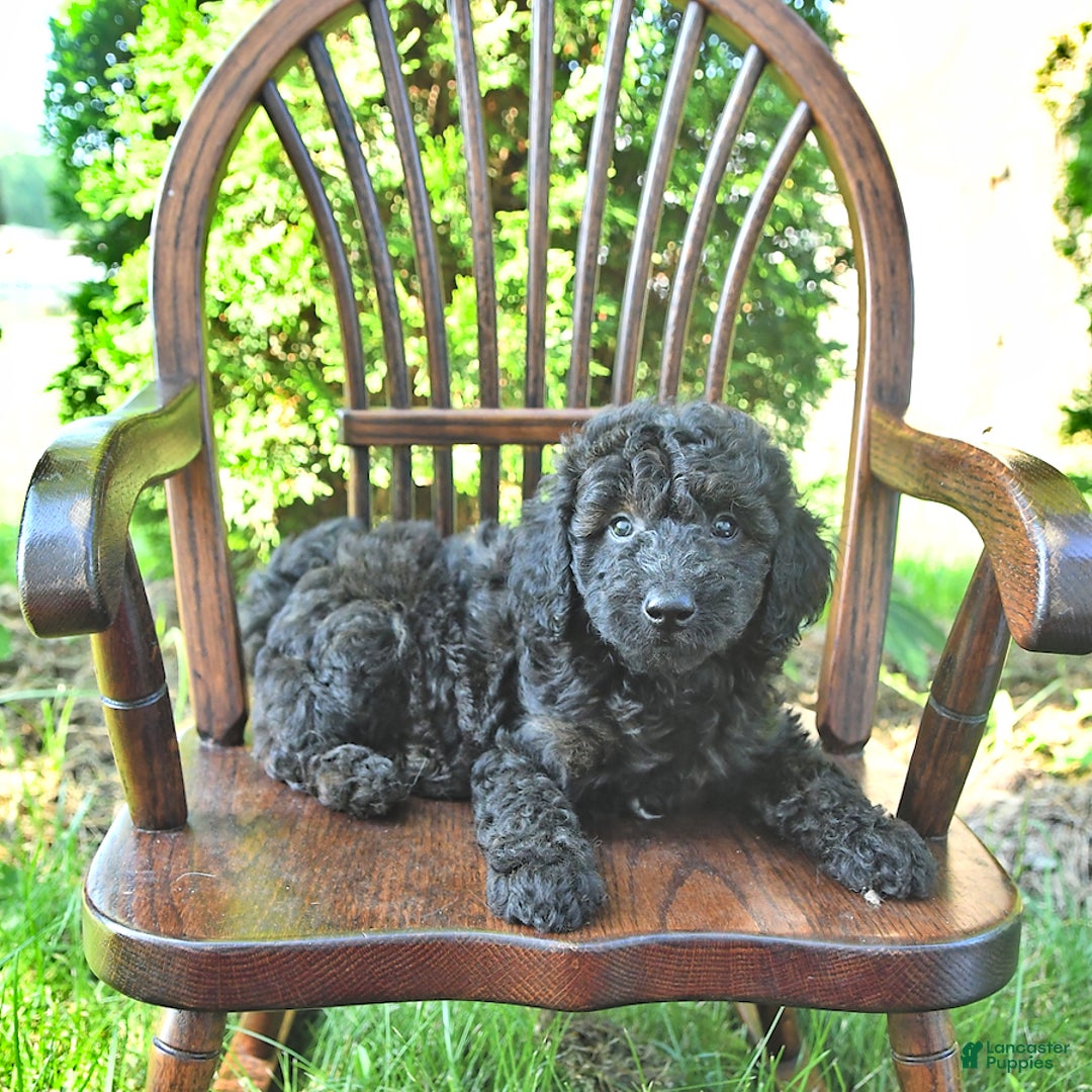 Mini Goldendoodle dogs for sale: Major - Image 9