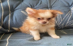 Pomchi dogs for sale: Bitsy - Image 9