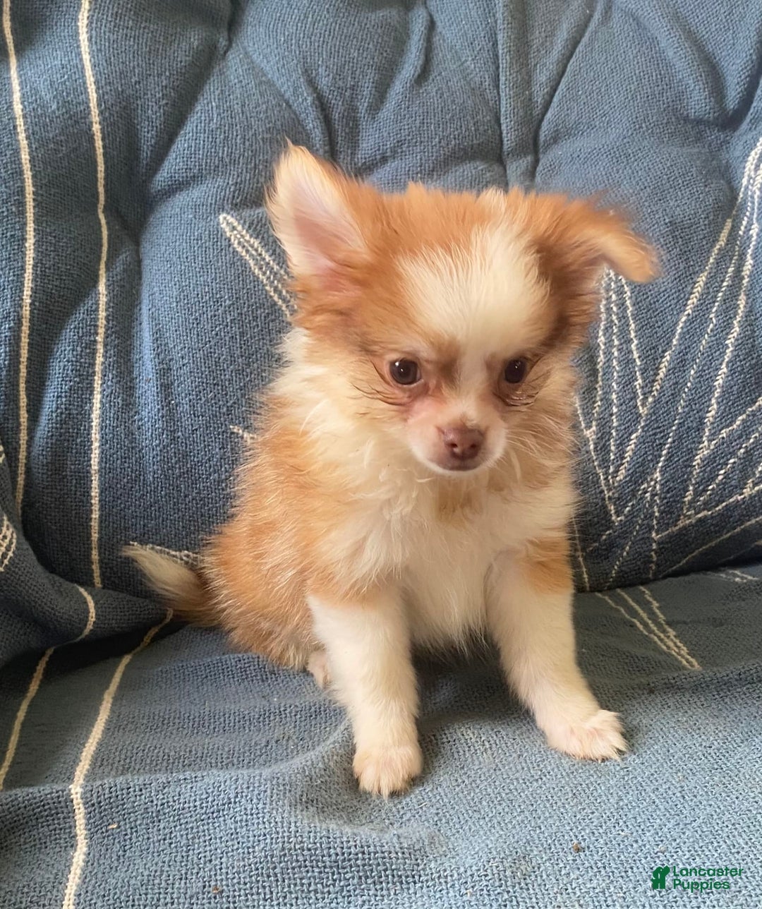 Pomchi dogs for sale: Bitsy - Image 9