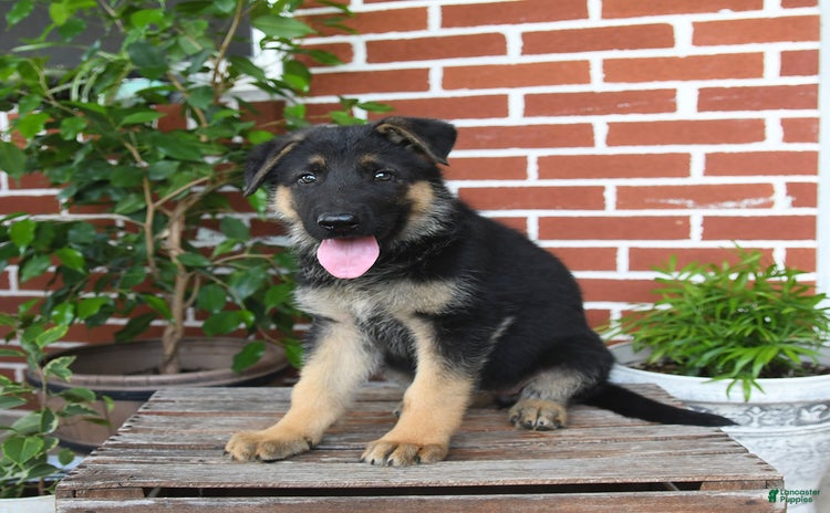 German Shepherd dogs - Advert 34