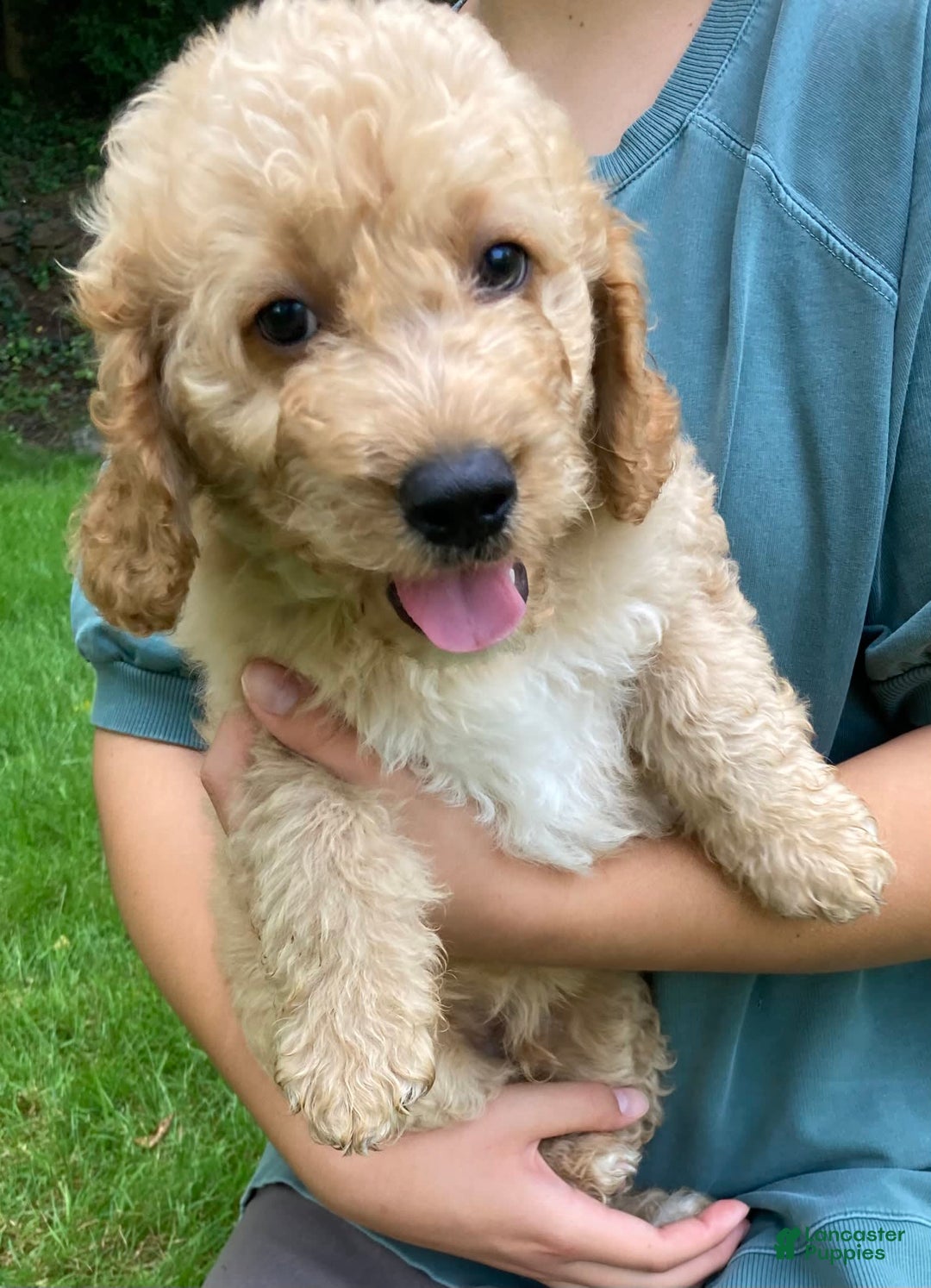 Labradoodle dogs for sale: Rusty - Image 12