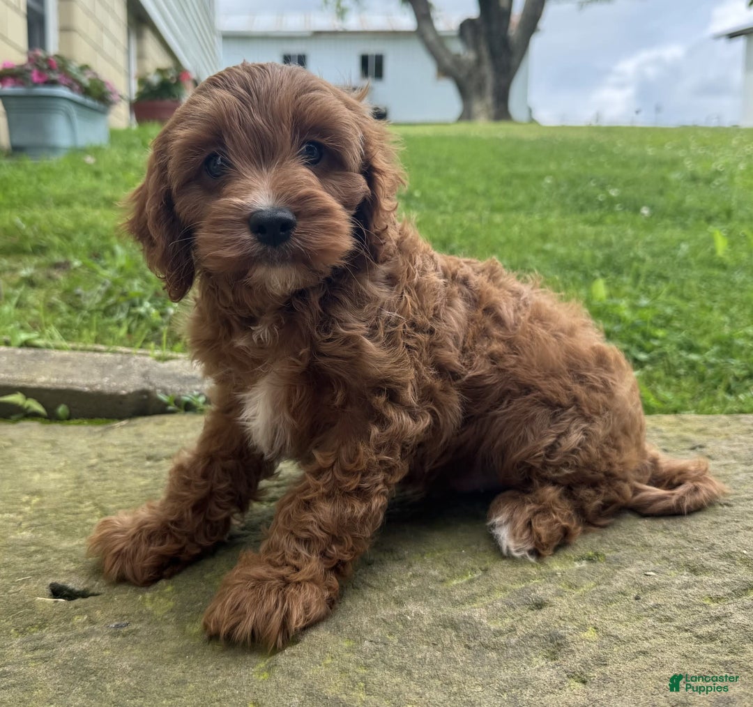 Cavapoo dogs for sale: Ottis - Image 5
