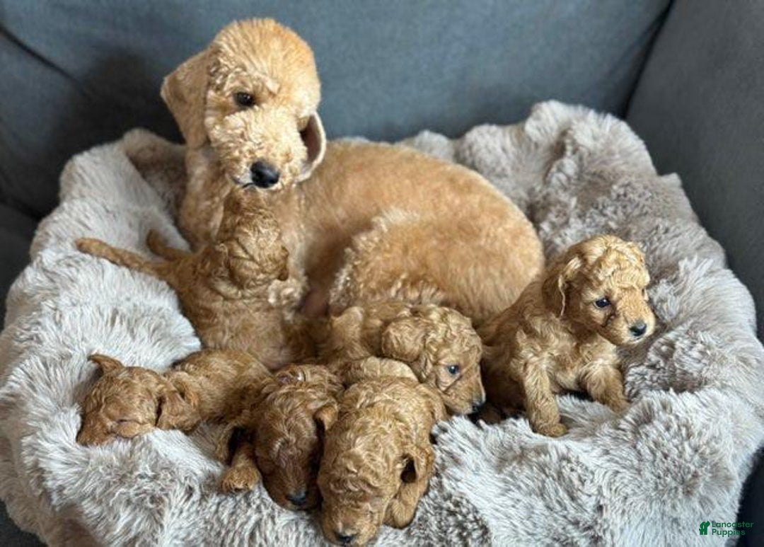 Toy Poodle dogs for sale: Bruno - Image 5