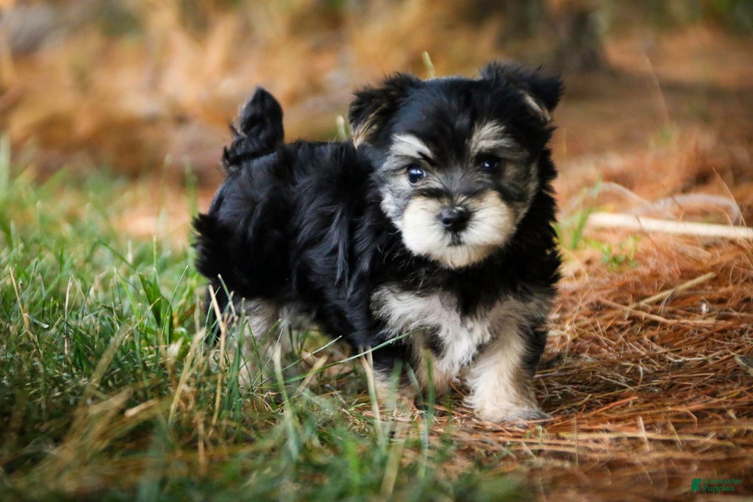 Morkie dogs for sale: Skipper - Image 8