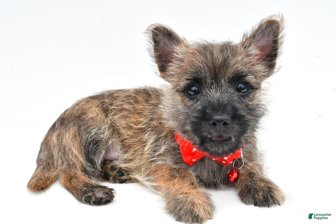 Cairn Terrier dogs for sale: Cuddles - Image 5