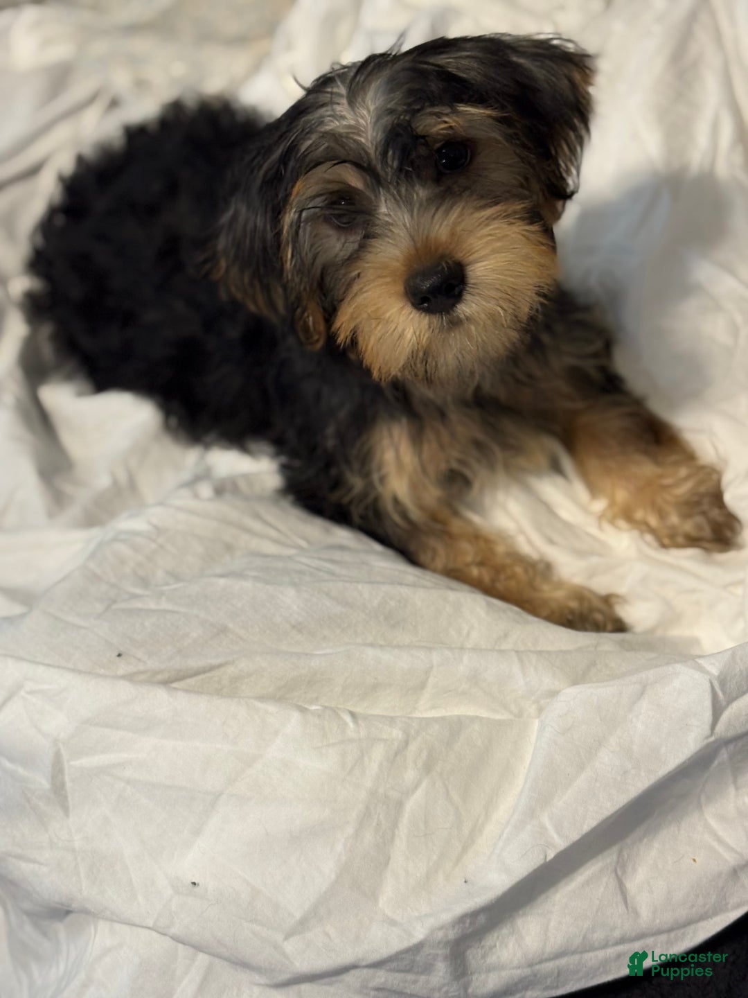 Yorkshire Terrier dogs for sale: Prince - Image 3