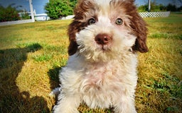 Havapoo dogs for sale: Hope - Image 16