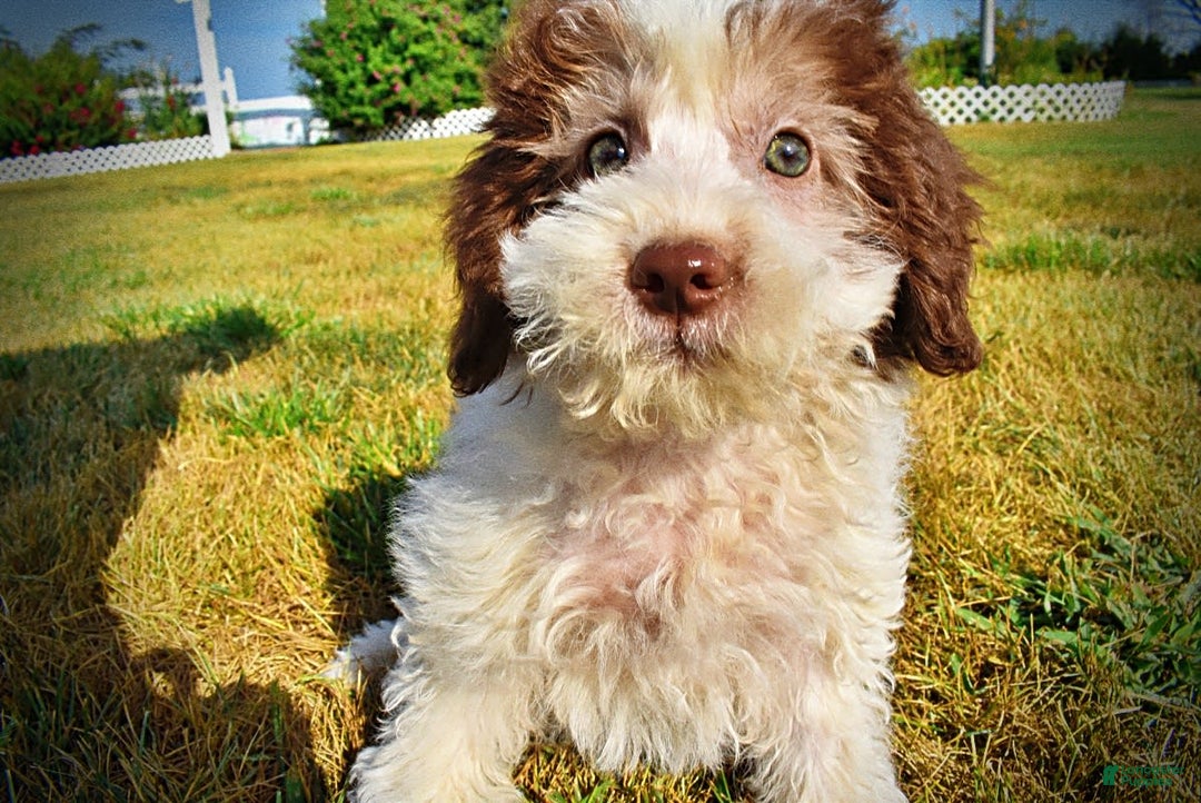 Havapoo dogs for sale: Hope - Image 16