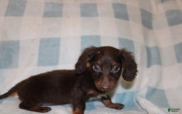 Dachshund dogs for sale: Austin Mini - Image 10