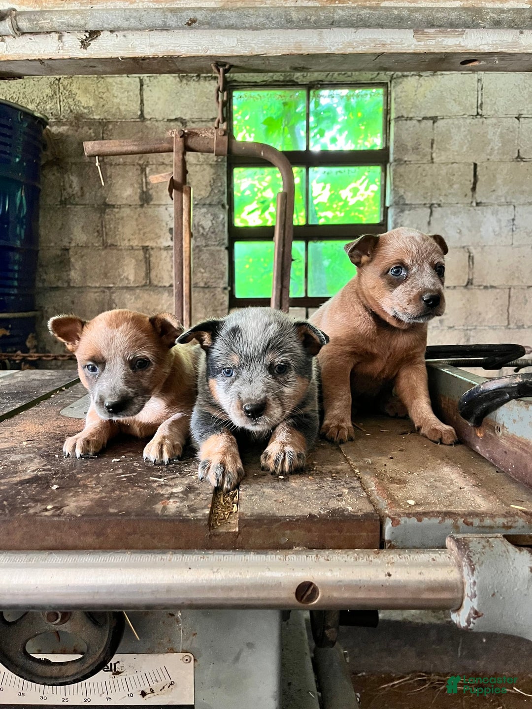 Australian Cattle Dog dogs for sale: Nina - Image 4