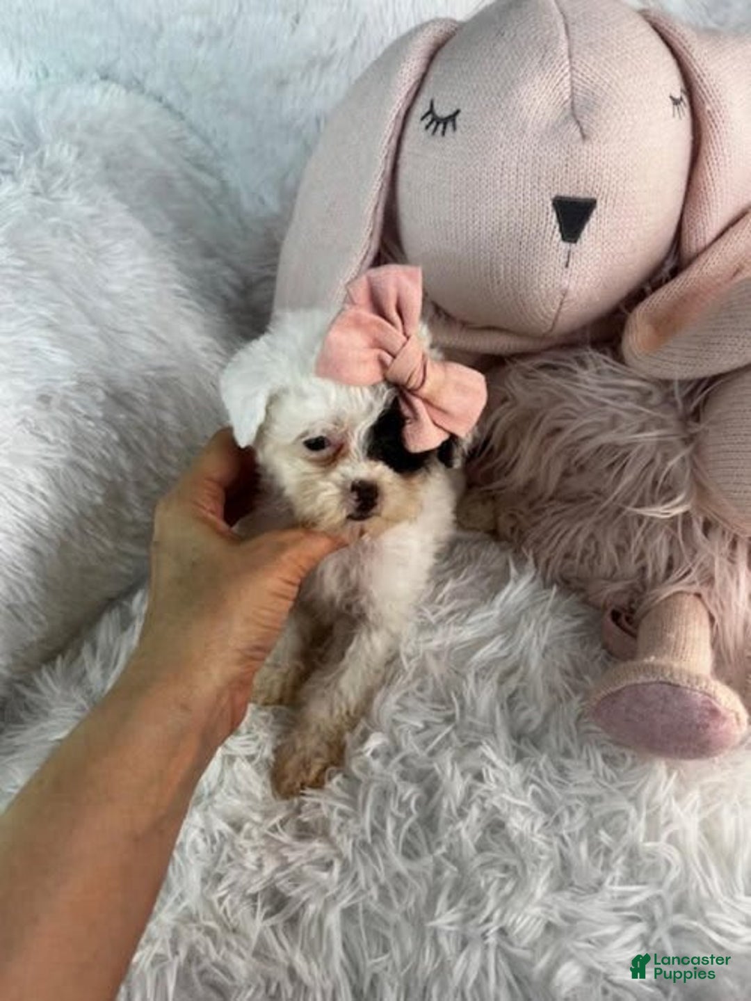 Toy Poodle dogs for sale: Paola - Image 1