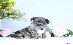 Boston Terrier dogs for sale: Captain - Image 1