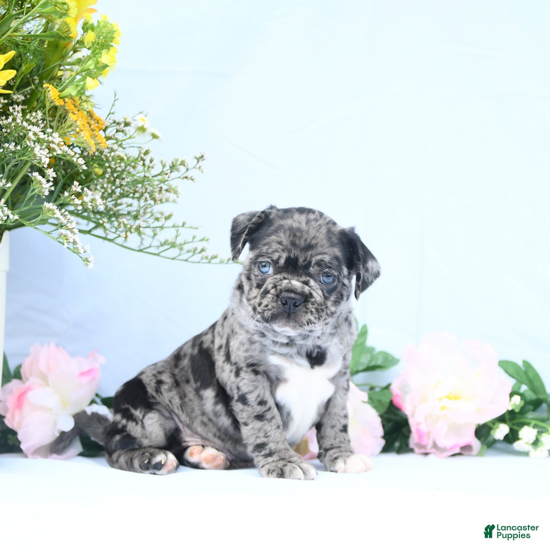 Boston Terrier dogs for sale: Captain - Image 1