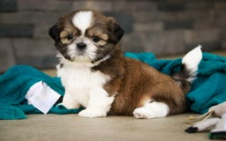 Shih Tzu dogs for sale: Beau - Image 1
