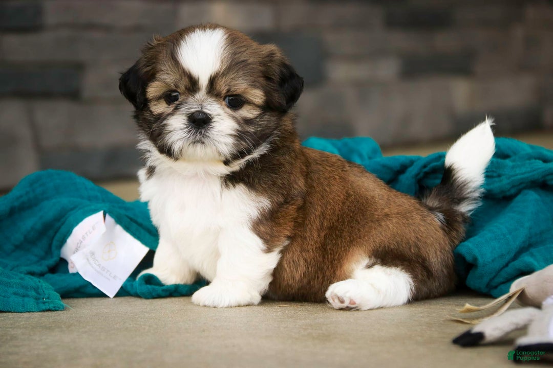 Shih Tzu dogs for sale: Beau - Image 1