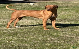 Rhodesian Ridgeback dogs for sale: Blaze - Image 9