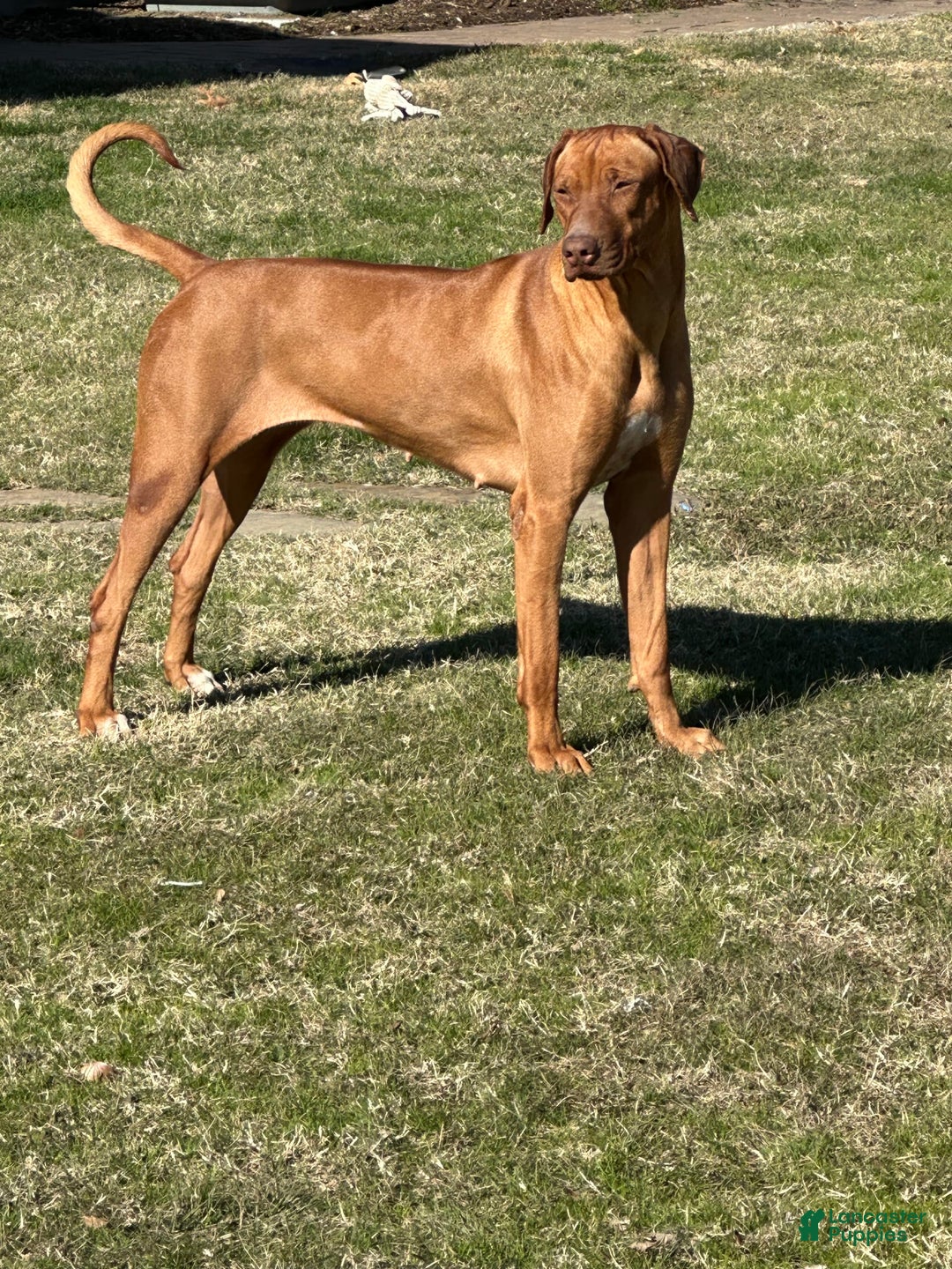 Rhodesian Ridgeback dogs for sale: Blaze - Image 9