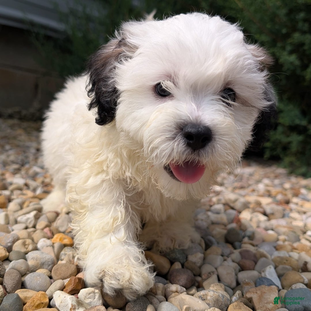 Teddy Bear dogs for sale: Custard - Image 12