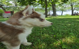 Siberian Husky dogs for sale: Munchkin - Image 4