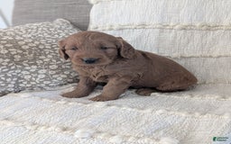 Mini Goldendoodle dogs for sale: Hank - Image 4