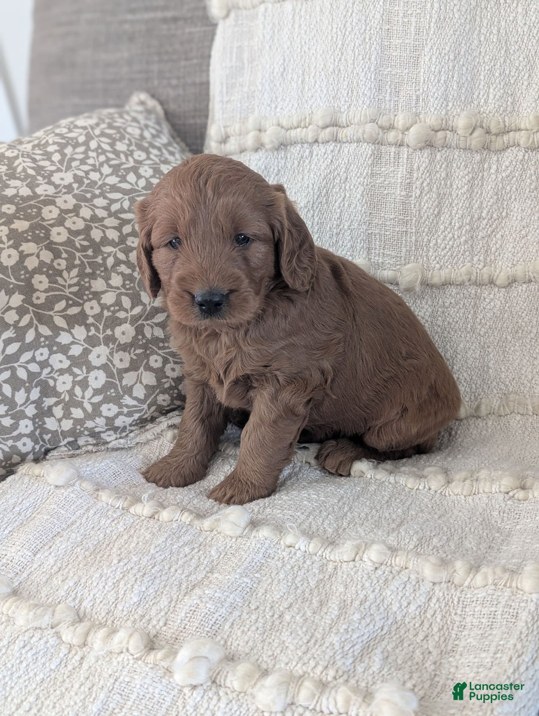 Mini Goldendoodle dogs for sale: Hank - Image 4