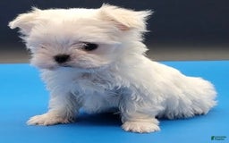 Maltese dogs for sale: Casper - Image 9