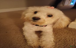 Pudelpointer dogs for sale: Princess - Image 4