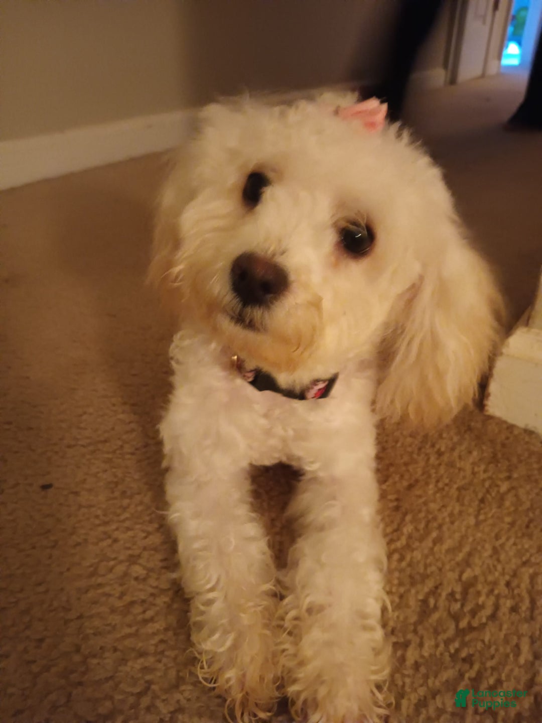Pudelpointer dogs for sale: Princess - Image 4